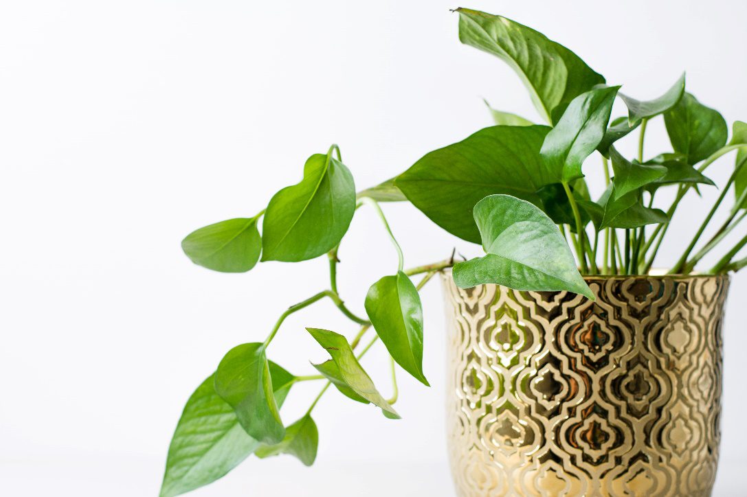 Plan on Golden Pot