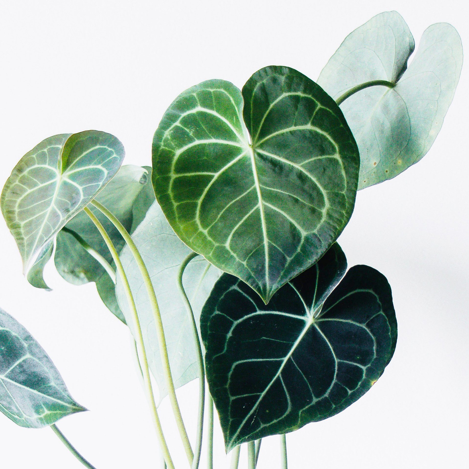 plantes-d-interieur-medd-agencement-filodendro plantes-d-interieur-medd-agencement-filodendro