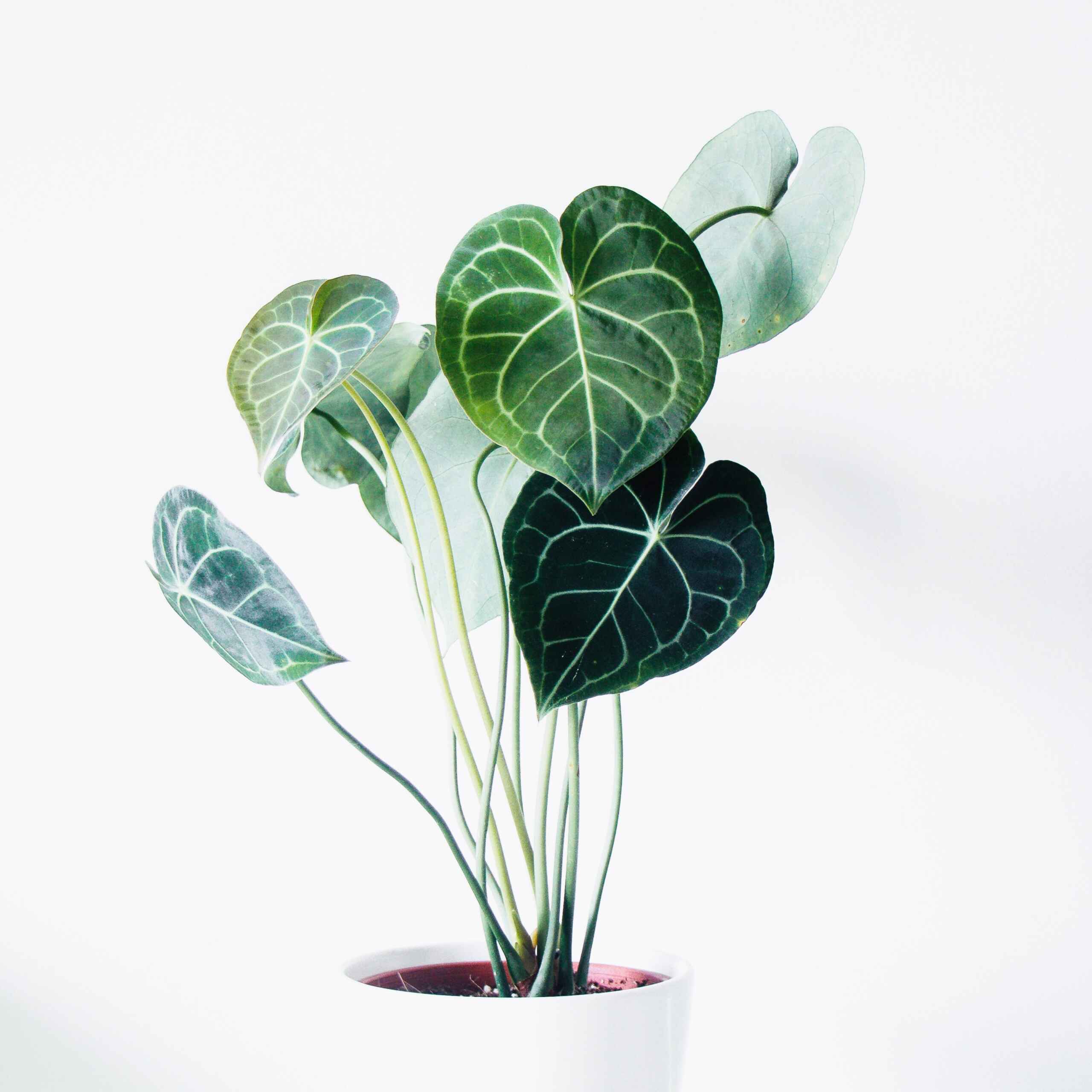 plantes-d-interieur-medd-agencement-filodendro-1 plantes-d-interieur-medd-agencement-filodendro-1