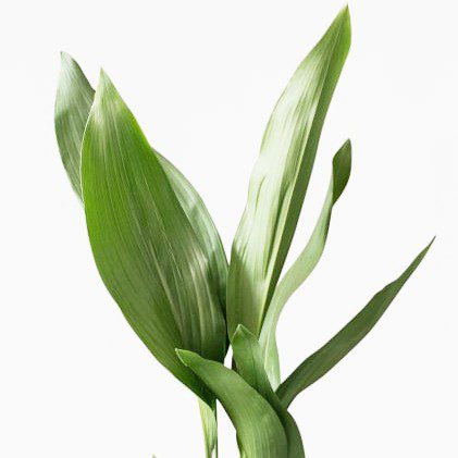 plantes-d-interieur-medd-agencement-aspidistra plantes-d-interieur-medd-agencement-aspidistra-1