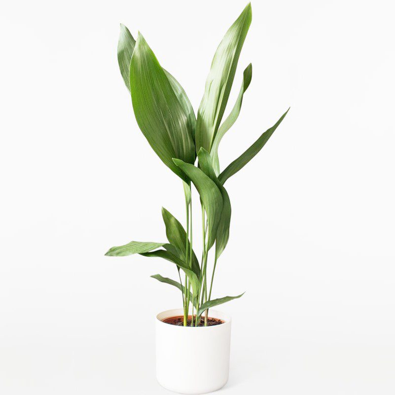 plantes-d-interieur-medd-agencement-aspidistra plantes-d-interieur-medd-agencement-aspidistra