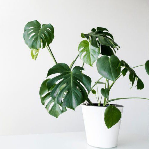 plantes-d-interieur-medd-agencement-monstera plantes-d-interieur-medd-agencement-monstera