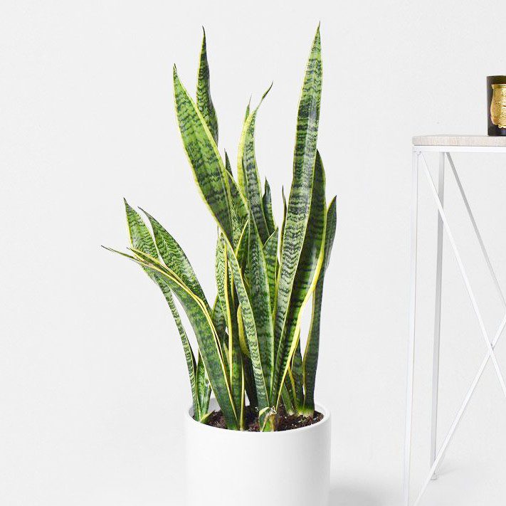 plantes-d-interieur-medd-agencement-trifasciate-sanseveria plantes-d-interieur-medd-agencement-trifasciate-sanseveria