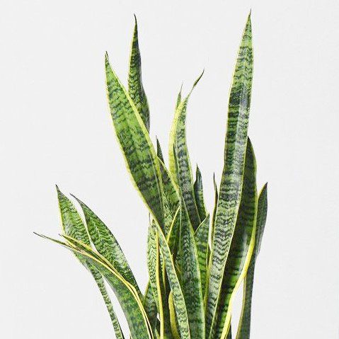 plantes-d-interieur-medd-agencement-trifasciate-sanseveria plantes-d-interieur-medd-agencement-trifasciate-sanseveria