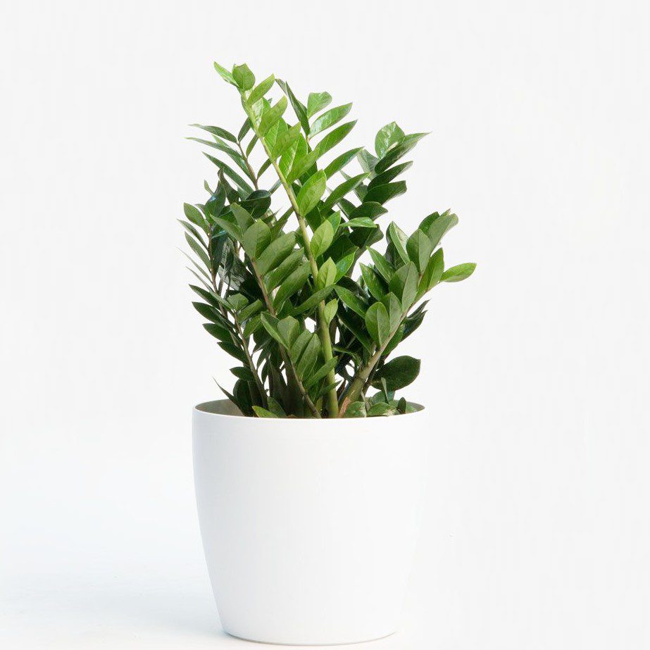 plantes-d-interieur-medd-agencement-zamioculas plantes-d-interieur-medd-agencement-zamioculas