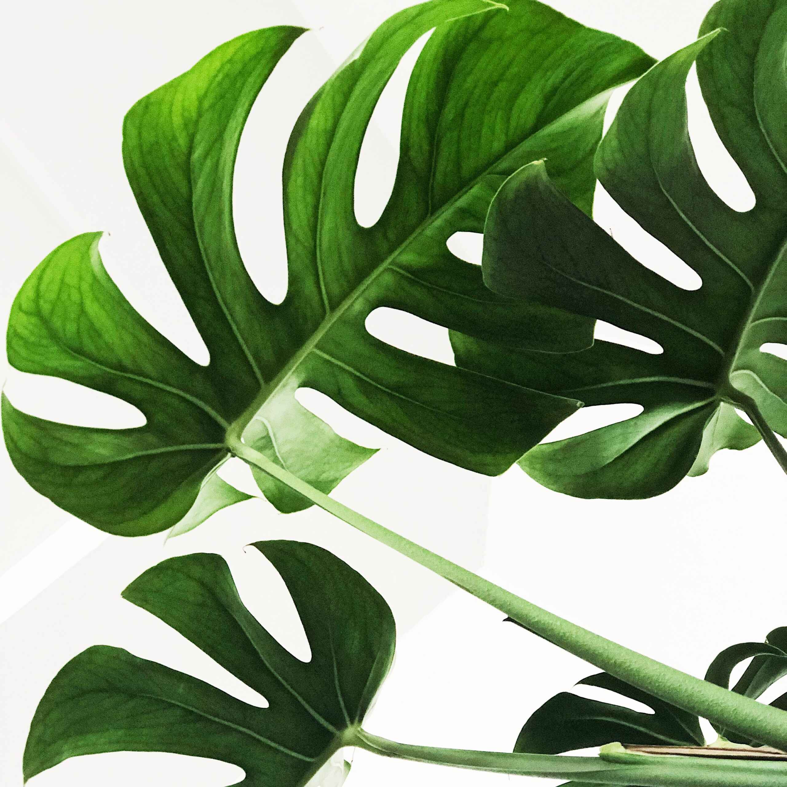 plantes-d-interieur-medd-agencement-monstera-1 plantes-d-interieur-medd-agencement-monstera-1