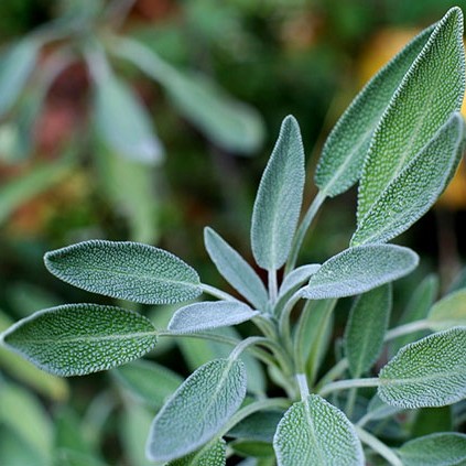 verde-salvia-medd-design-2023 verde-salvia-medd-design-2023