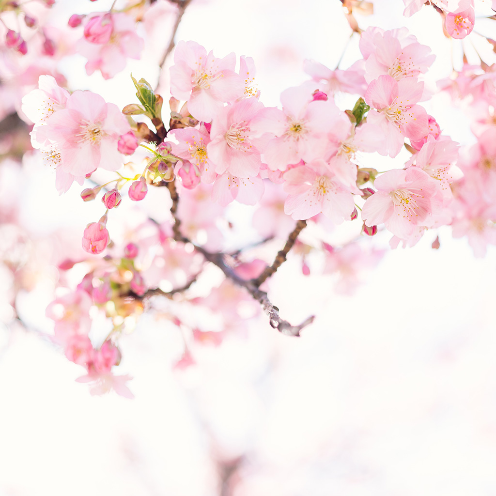 tendencias-de-cores-medd-design-blog-2024-soft-pink-stock-2 tendencias-de-cores-medd-design-blog-2024-soft-pink-stock-2